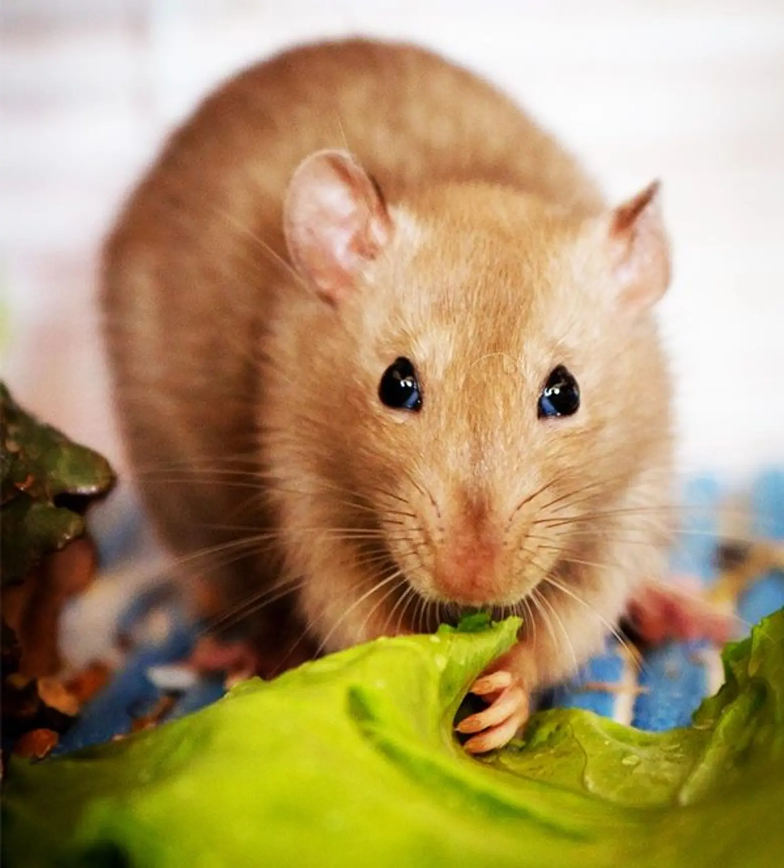 Rat complaints are up at NYC restaurants, says new report