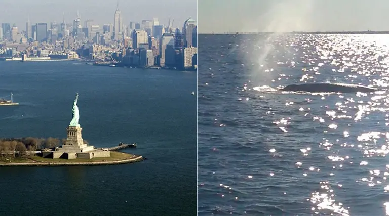 Whale spotted in the New York Harbor close to the Statue of Liberty