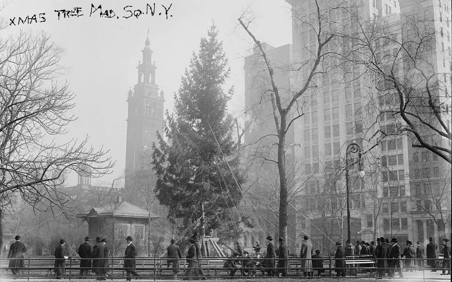 madison square park, christmas tree, public christmas tree, christmas, xmas, holiday, history