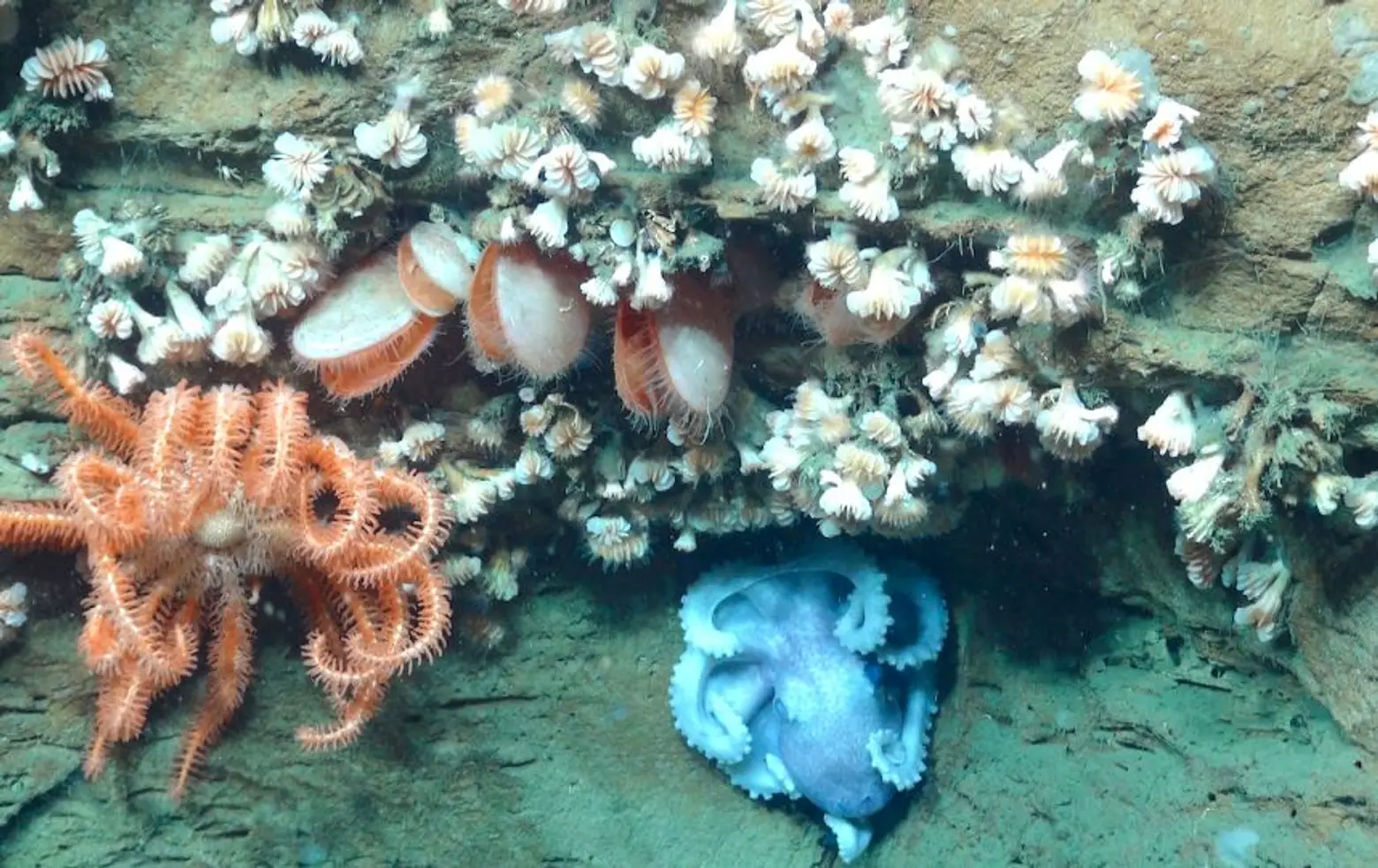 octopus-and-desmophyllum-deepwater-canyons-2013-expedition-noaa-oer-boem-usgs