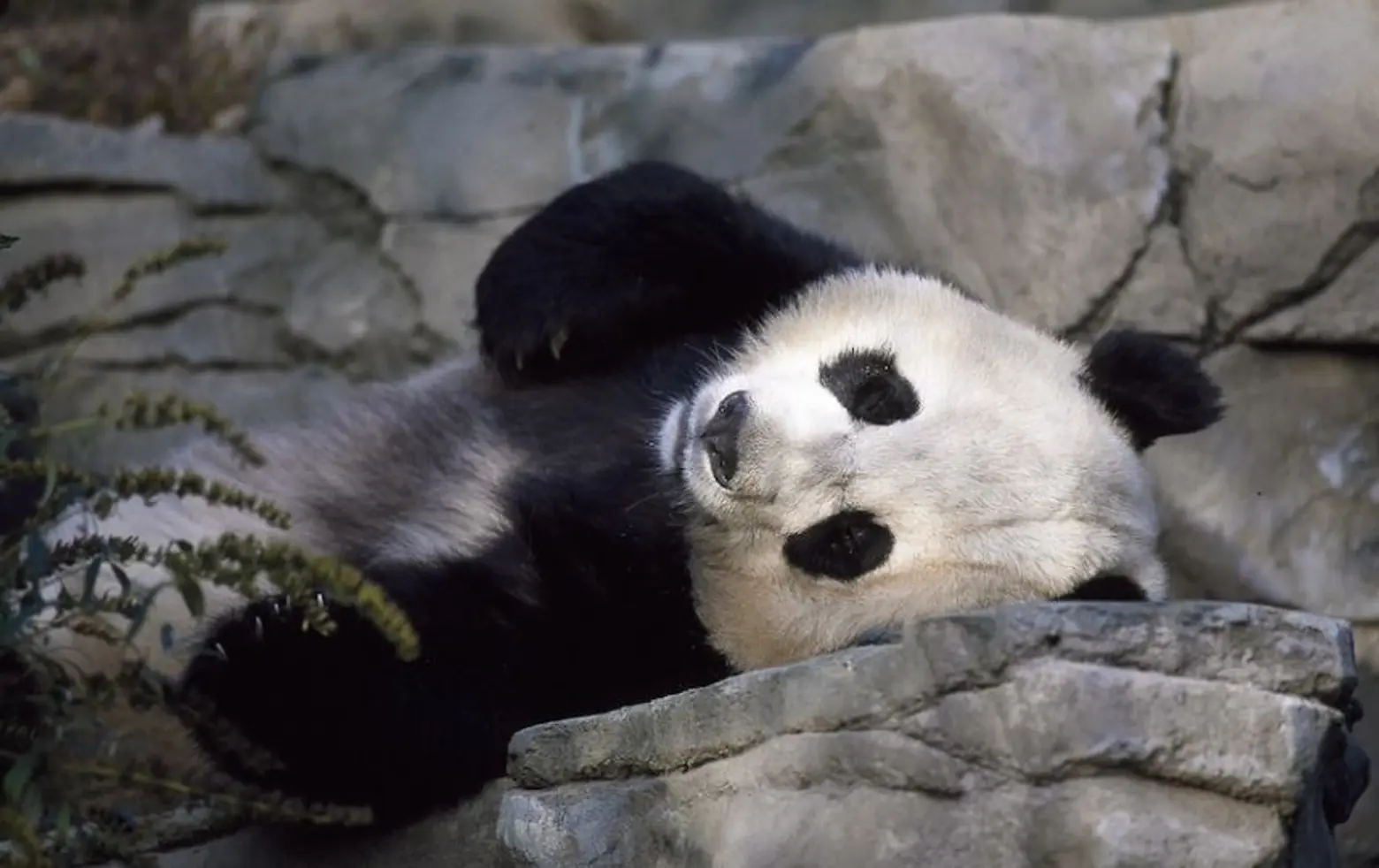 Trump’s sons asked to help build Central Park panda pavilion