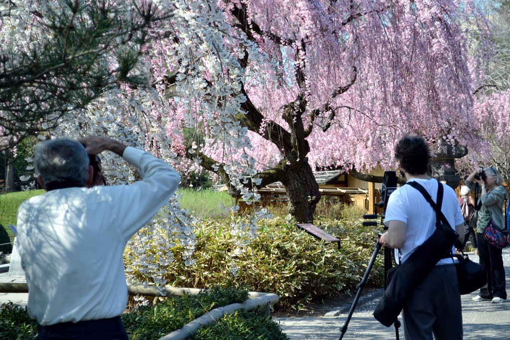 Sakura Cherry Blossom Weekender Tote Bag