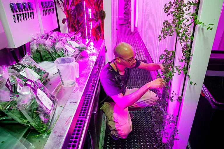 Where I Work: Go inside Square Roots’ futuristic shipping container farm in Bed-Stuy