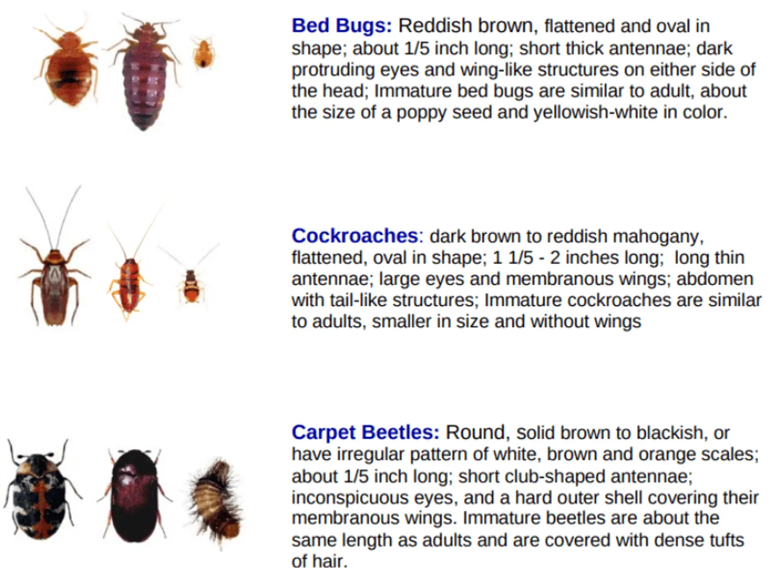 Bedbug Chart, NYC, tenants
