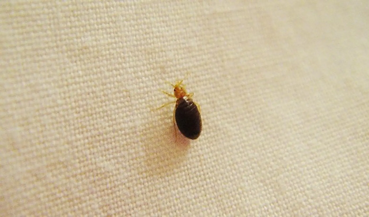New bill would force landlords to disclose bedbug infestations