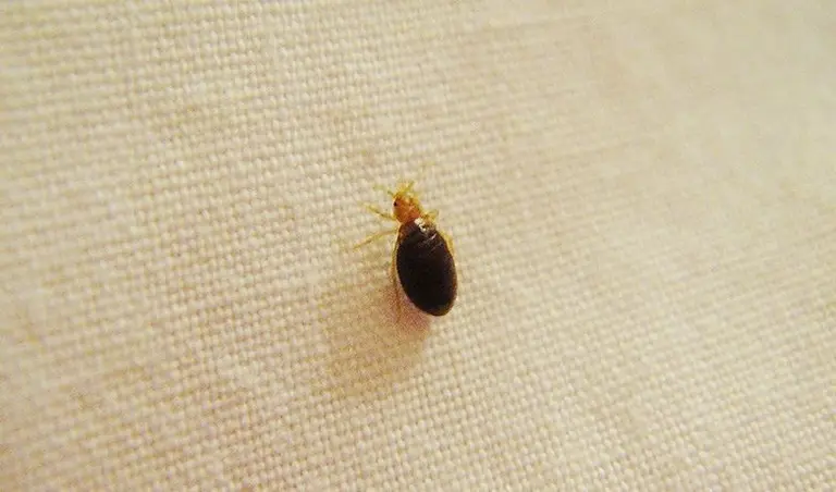 New bill would force landlords to disclose bedbug infestations