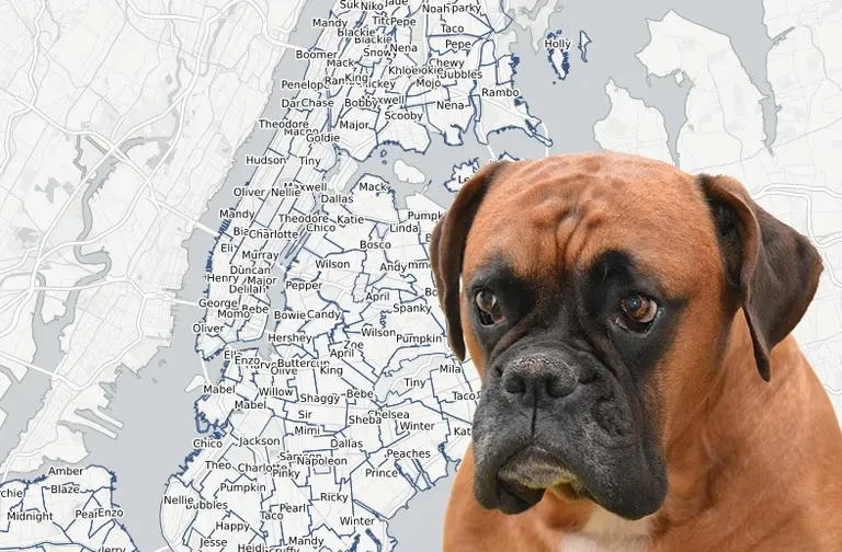Official NYC dog name map reveals most popular pooch names by neighborhood