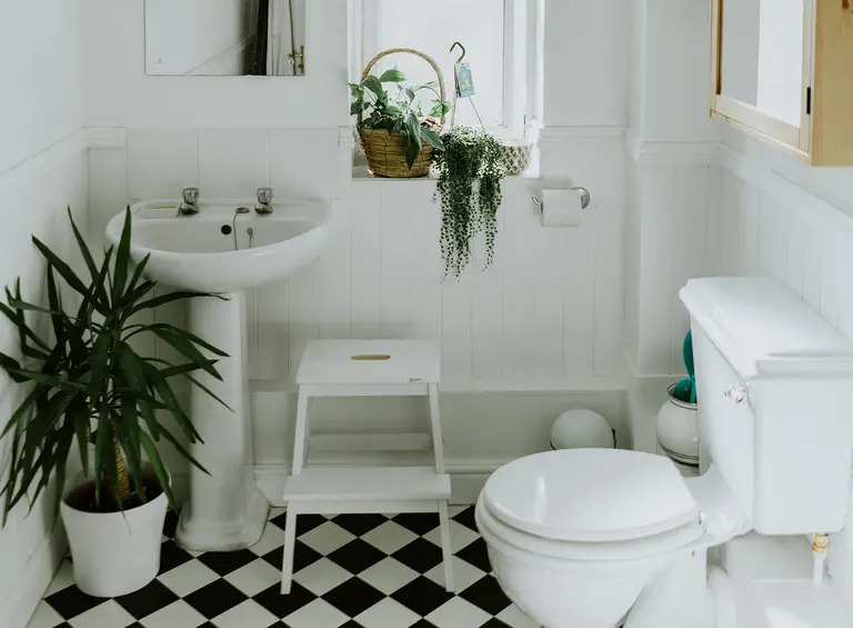 The 10 best plants for bathrooms