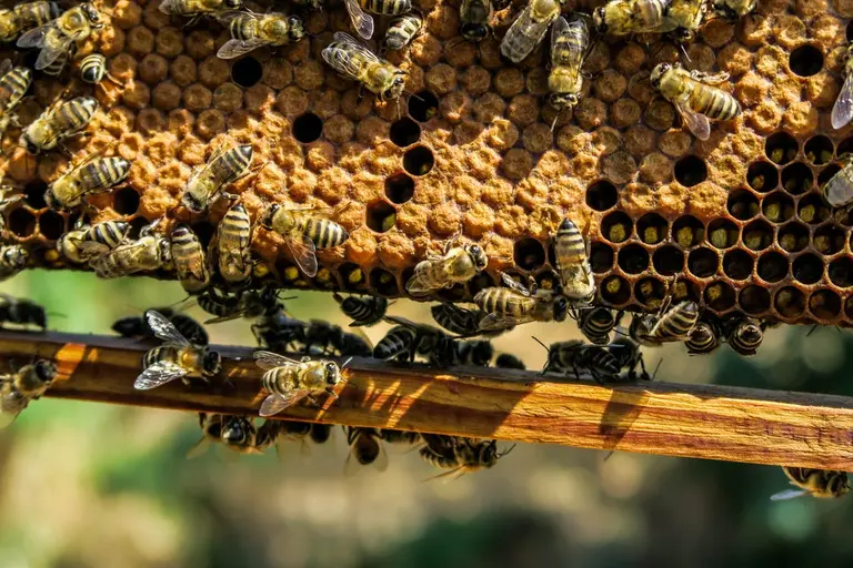 Beekeeping finds a home throughout NYC’s five boroughs