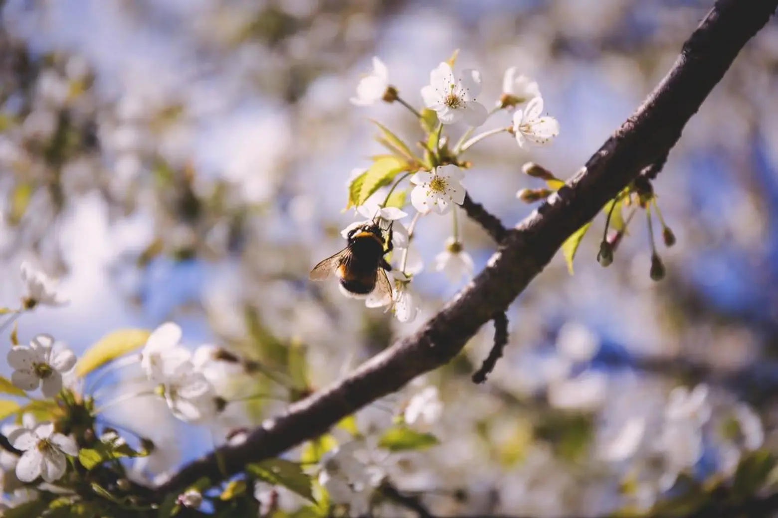 Rhode Island Beekeepers Association announces 2023 Bee School, Lifestyle