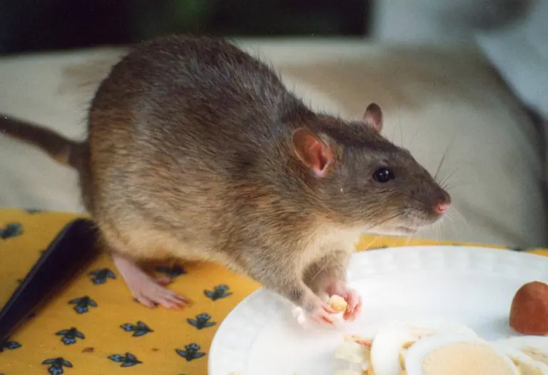 Is that an uptown rat or a downtown rat? Study says there’s a difference.