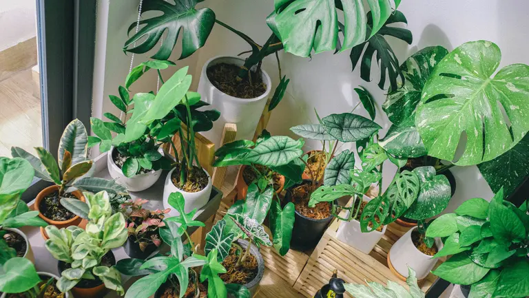The 15 best air-purifying plants for your home