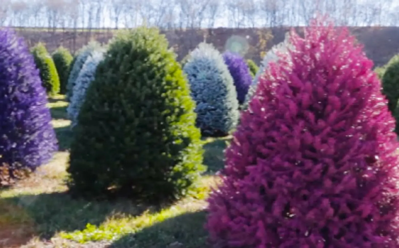 NJ farm selling rainbow-colored Christmas trees; new MTA president ‘confident’ he can fix the subway