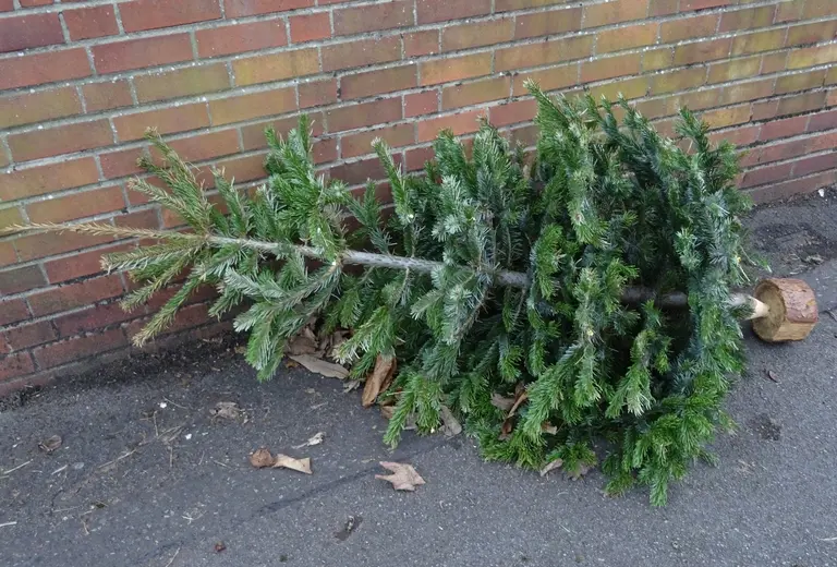How to get rid of your Christmas tree; A walking guide for tourists