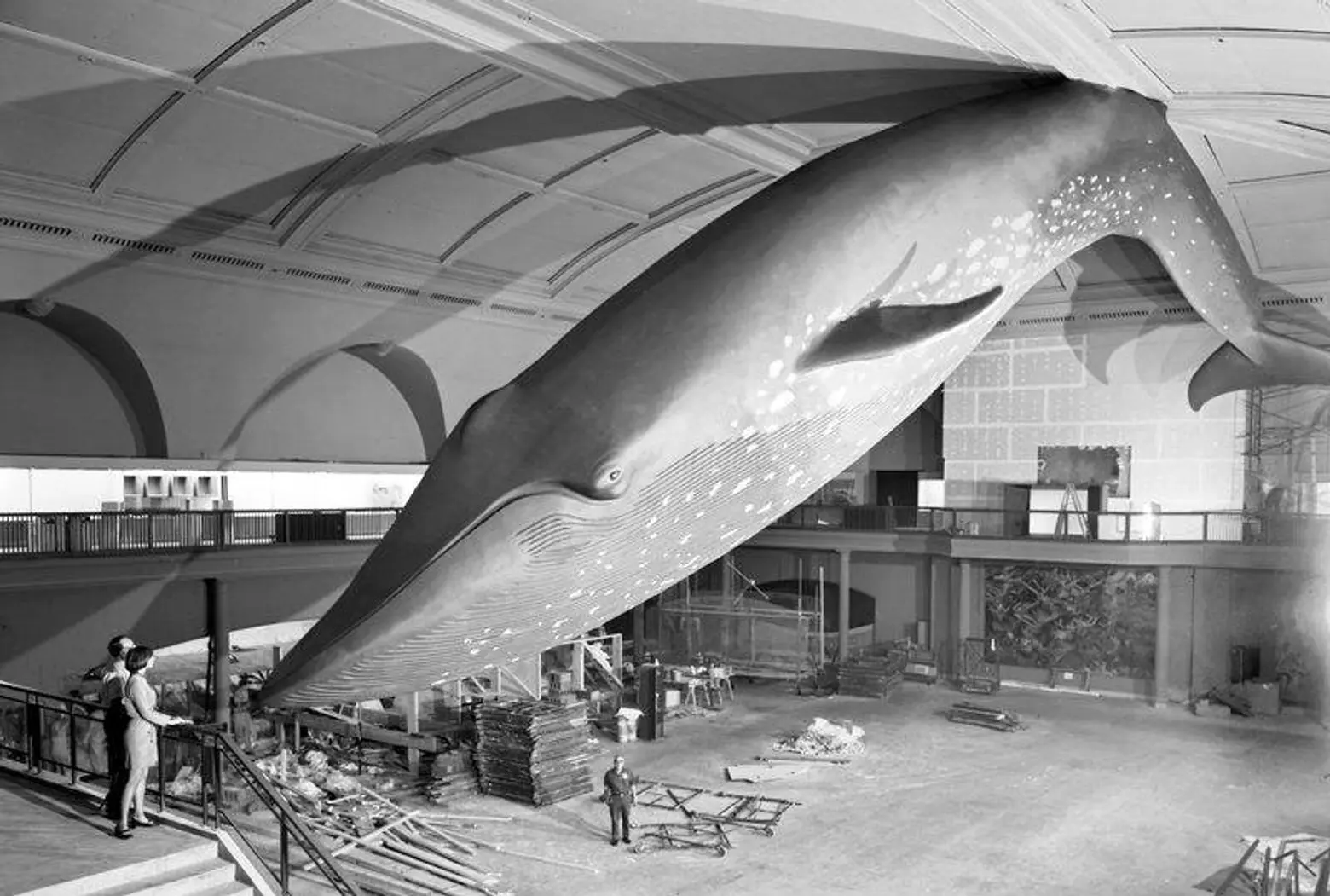 Photos from 1968 show the Museum of Natural History’s 94-foot blue whale being hung