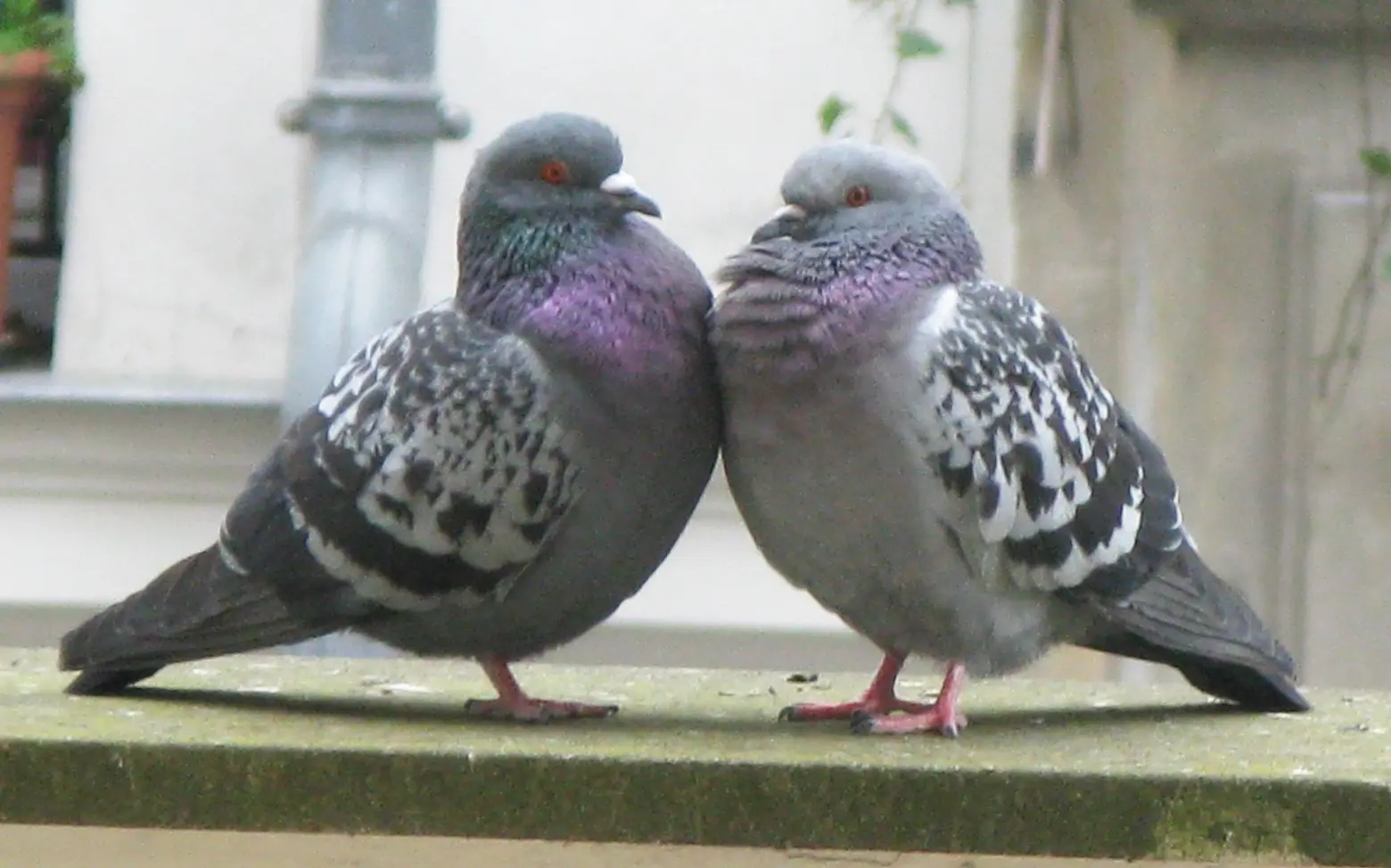 A love letter to NYC pigeons; Are these the New Yorkiest Valentine’s cards?