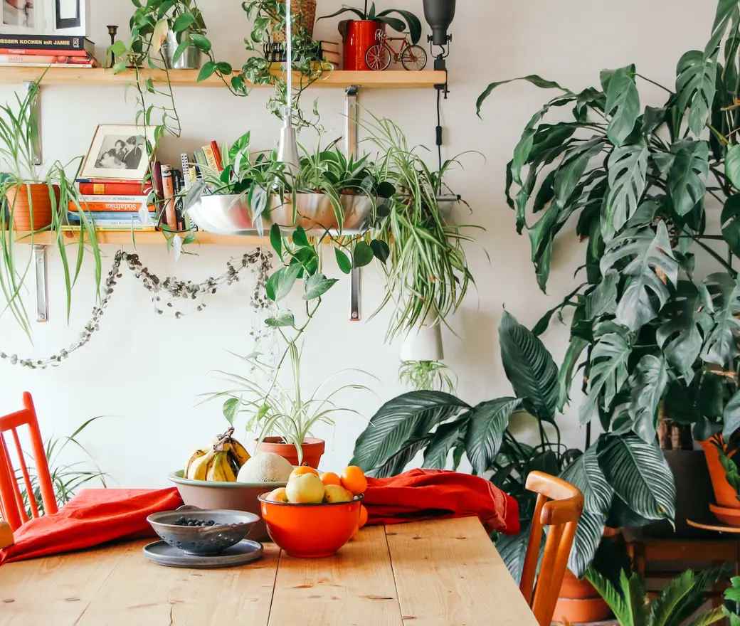 10 best plants for apartment dwellers