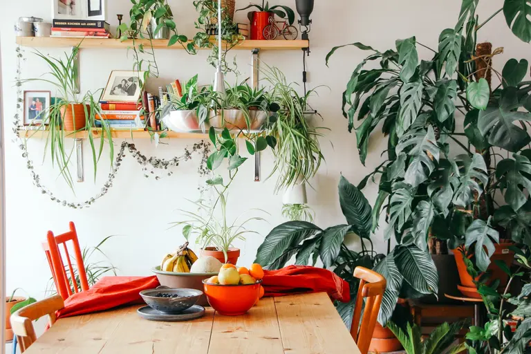 The 10 best plants for apartment dwellers