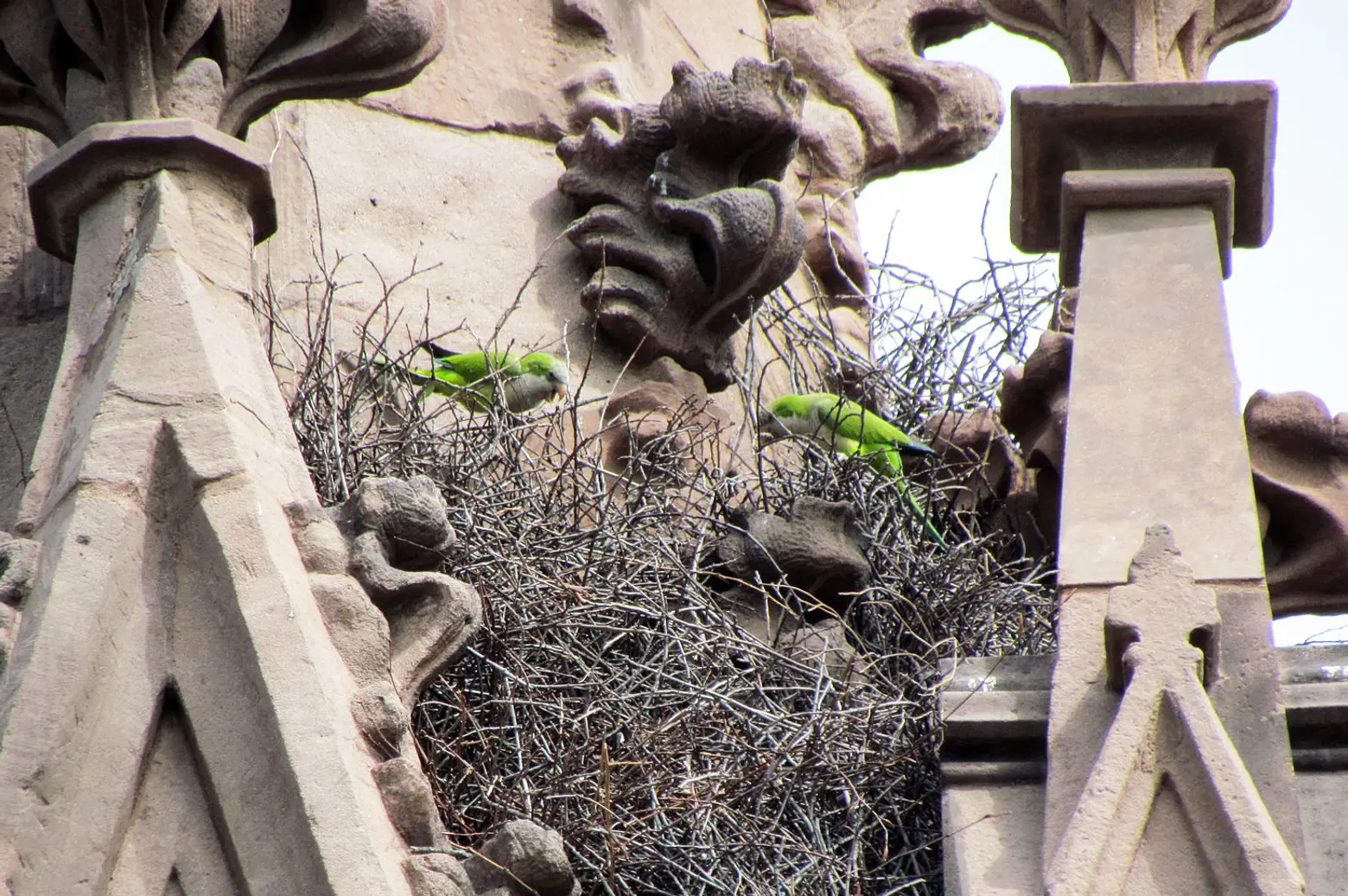 How did a flock of Argentinian parrots land in Brooklyn’s Green-Wood Cemetery?