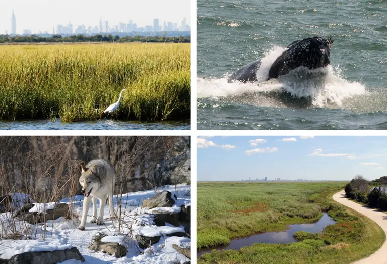 The 8 best wildlife activities in and around NYC
