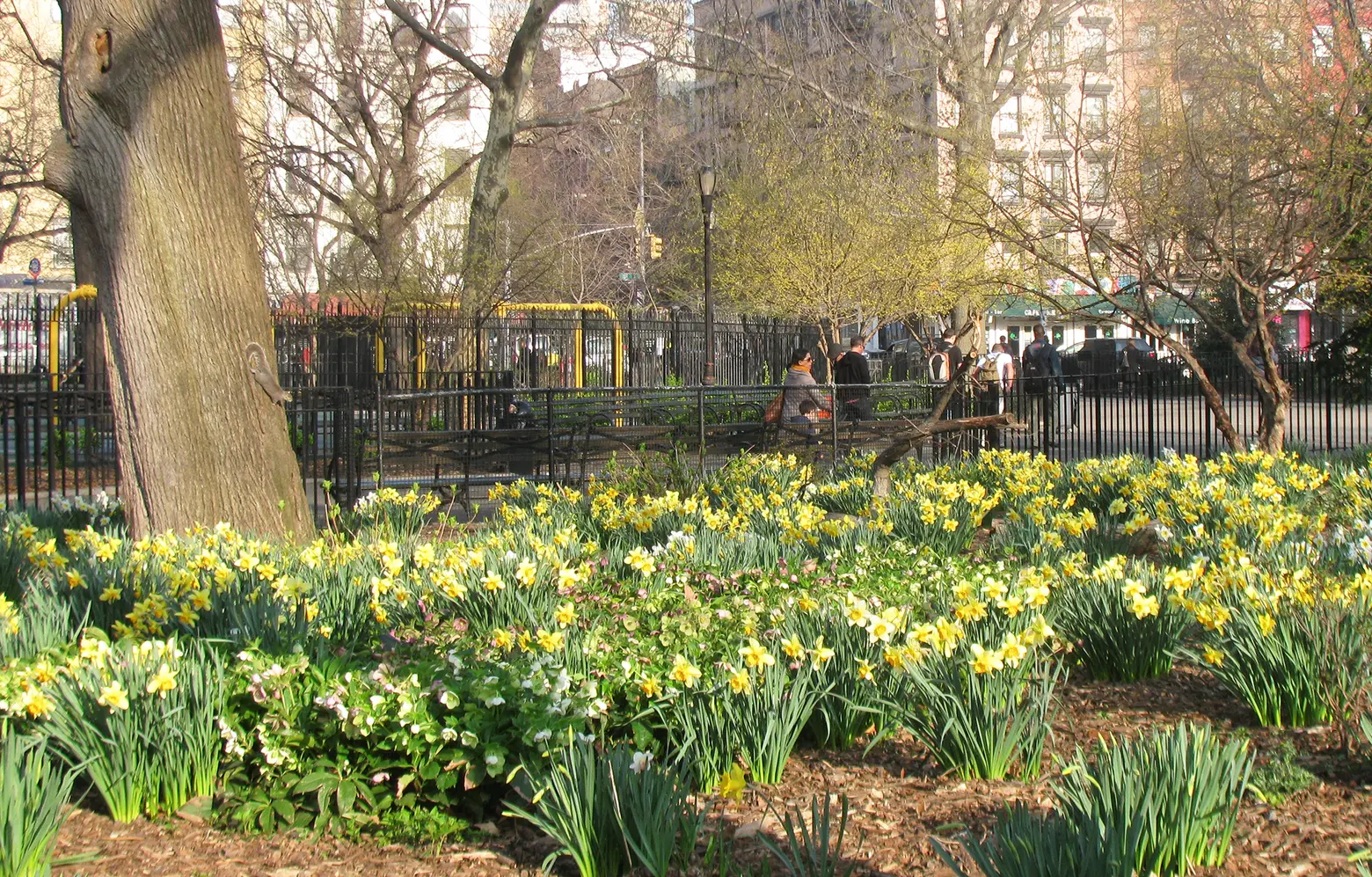 Organization honors 9/11 victims by giving away 500,000 daffodil bulbs