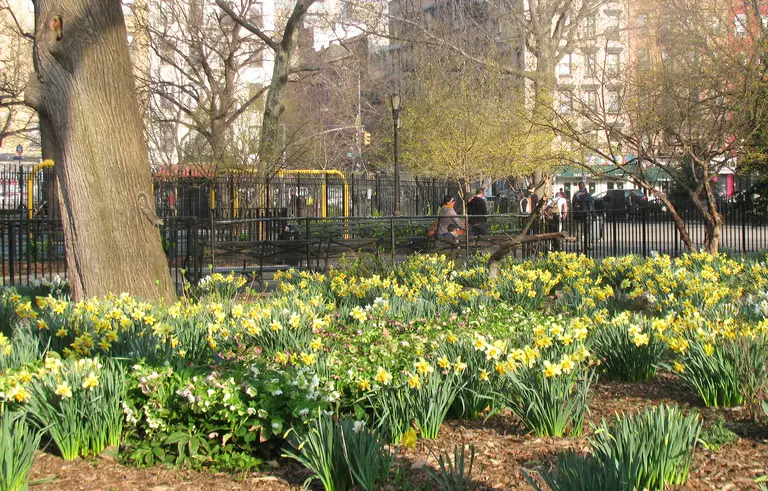 Help plant 500,000 daffodils around NYC to remember 9/11