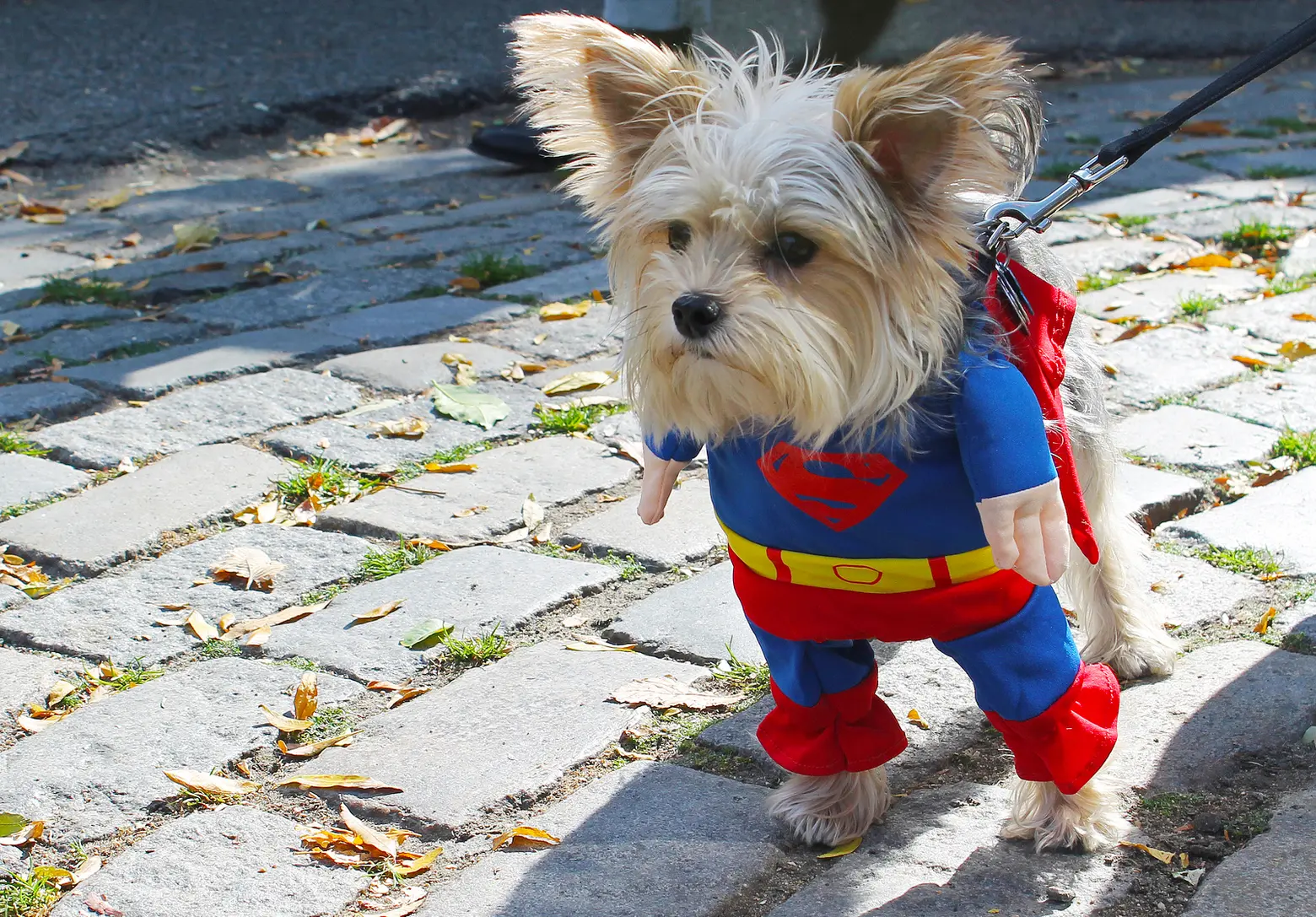 Help save Tompkins Square Park’s Halloween Dog Parade