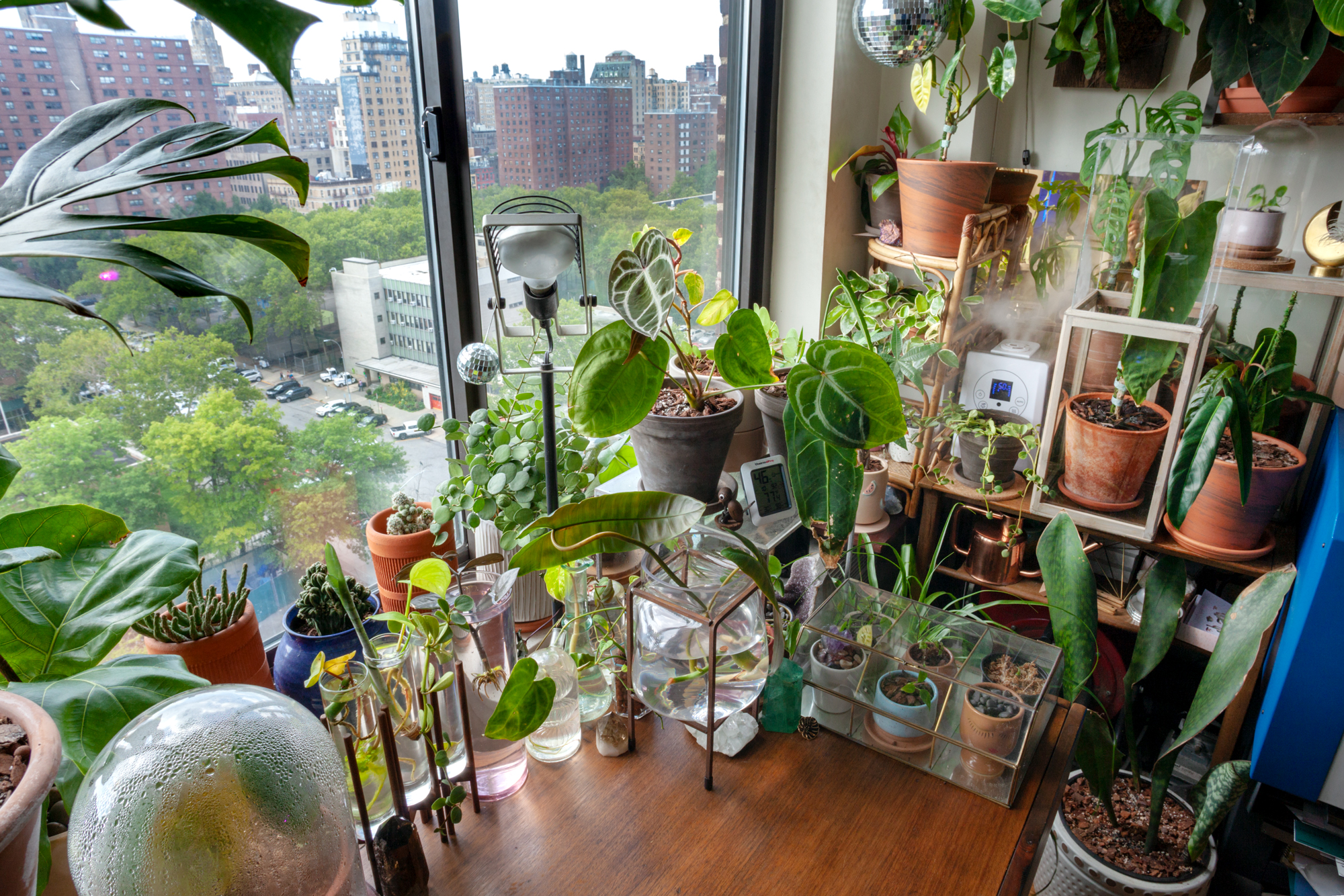 My 750sqft: Instagram's 'Apartment Botanist' grows nearly 200