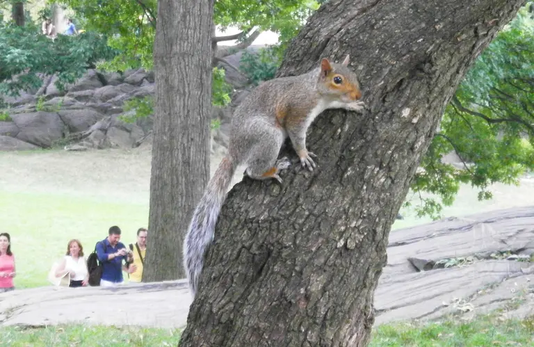 First-ever squirrel census finds 2,300+ squirrels call Central Park home