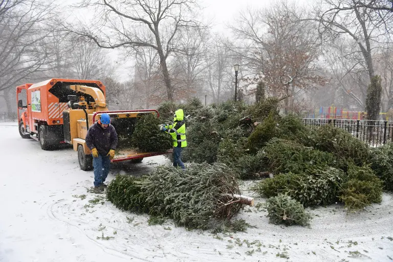 How to say goodbye to your Christmas Tree: NYC’s Mulchfest