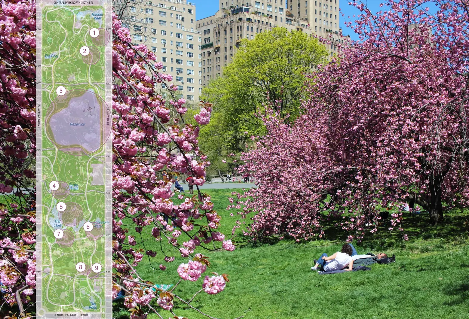 Find your favorite spring blooms in Central Park with a map and interactive guide