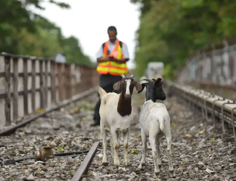 A herd of hungry goats will save Riverside Park from invasive plants