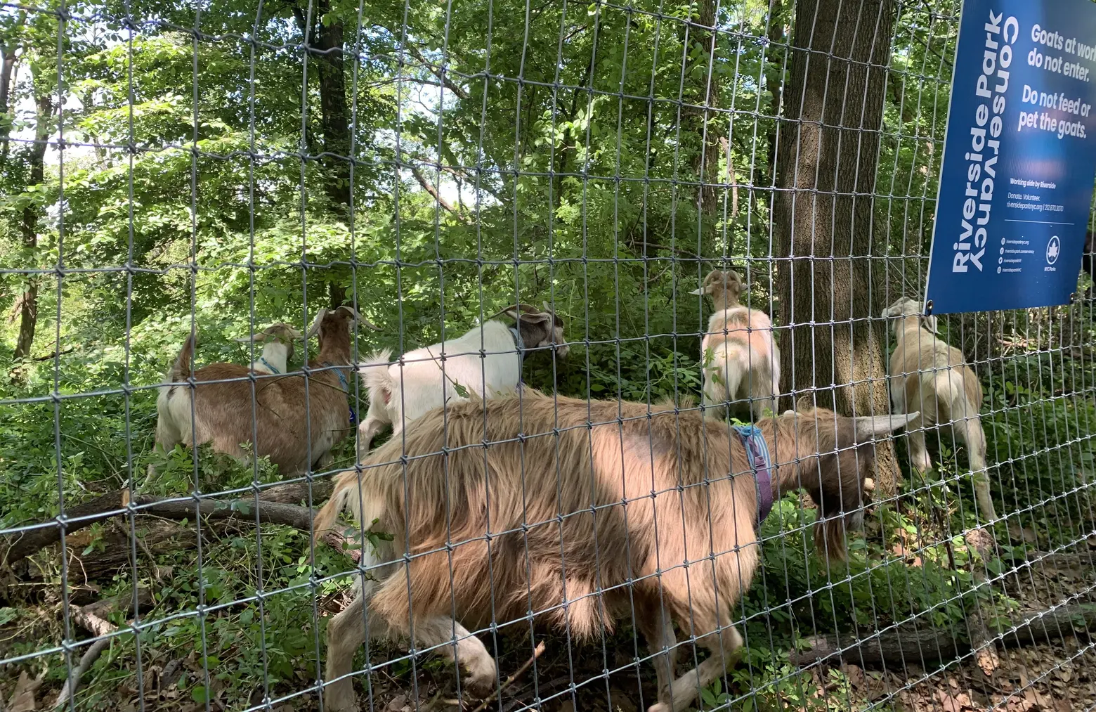 24 weed-eating goats have arrived in Riverside Park