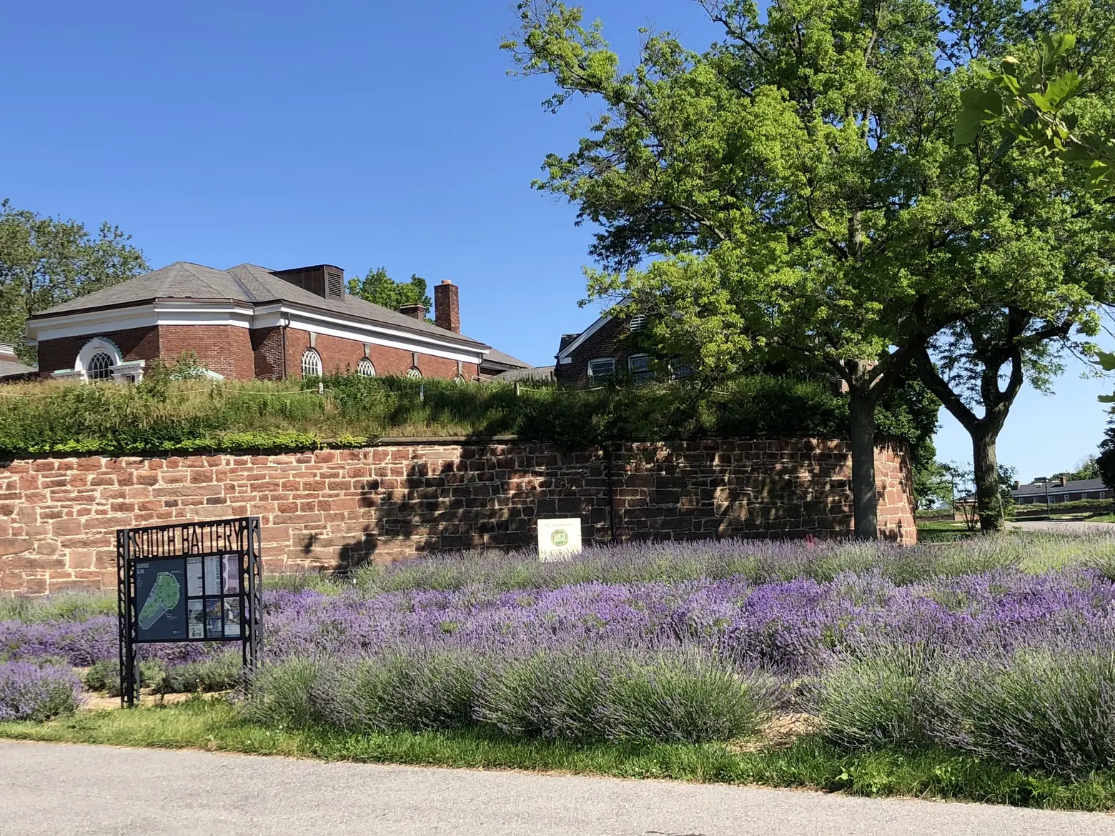 lavender, field, governors island