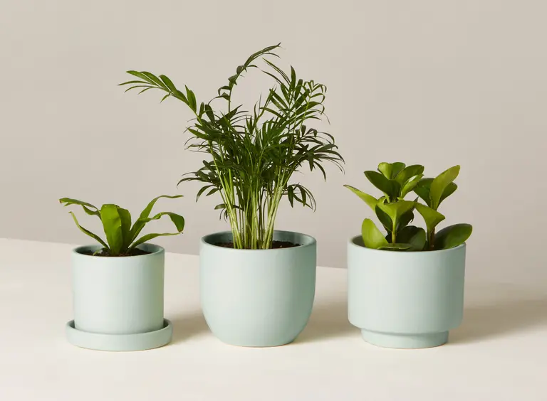 Turn up your green thumb with The Sill’s new virtual care appointments