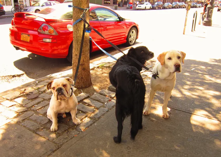 NYC Council approves pilot program for air-conditioned ‘pet harbors’ outside of Brooklyn shops