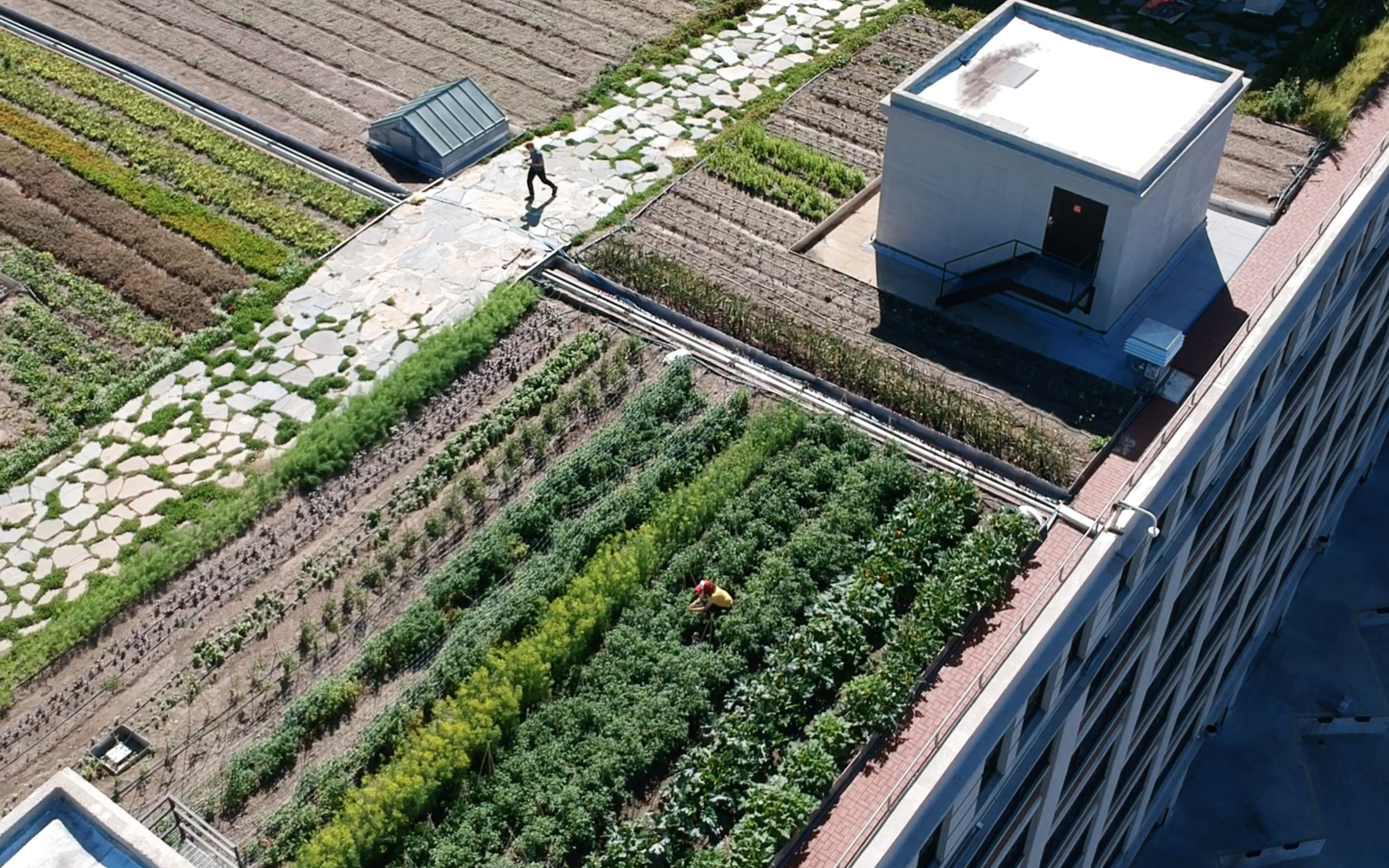 Brooklyn Grange opens NYC's largest rooftop farm in Sunset Park | 6sqft
