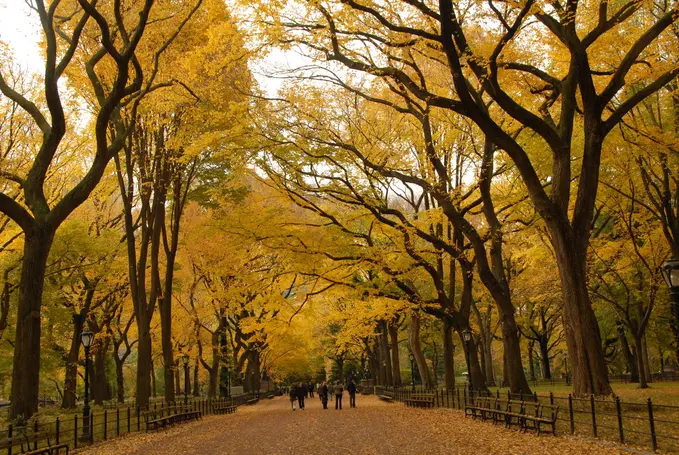 The best places in Central Park to see fall foliage | 6sqft