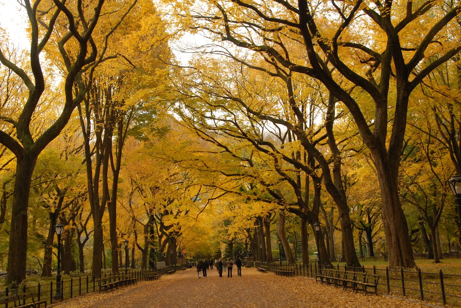 The best places in Central Park to see fall foliage