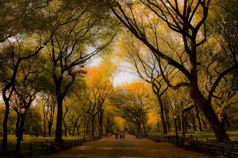 The best places in Central Park to see fall foliage | 6sqft