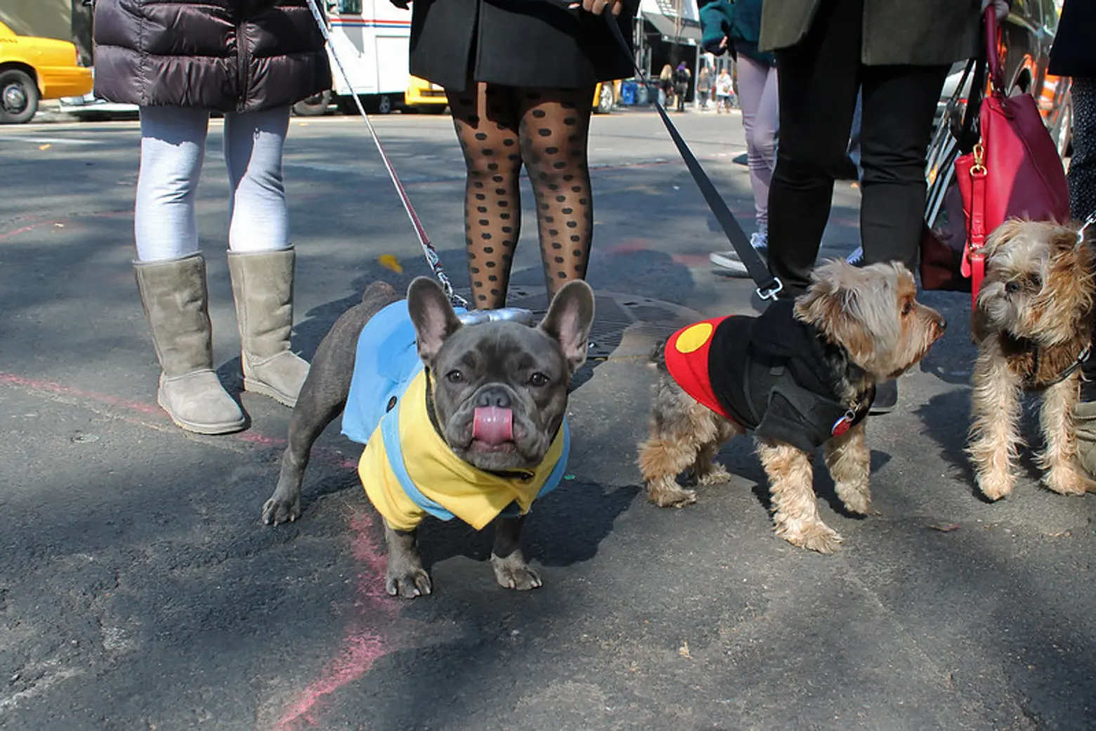 halloween, events, dog parade, tompkins square dog parade