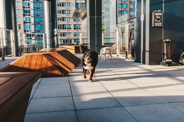 10 NYC residential buildings with the best amenities for dogs