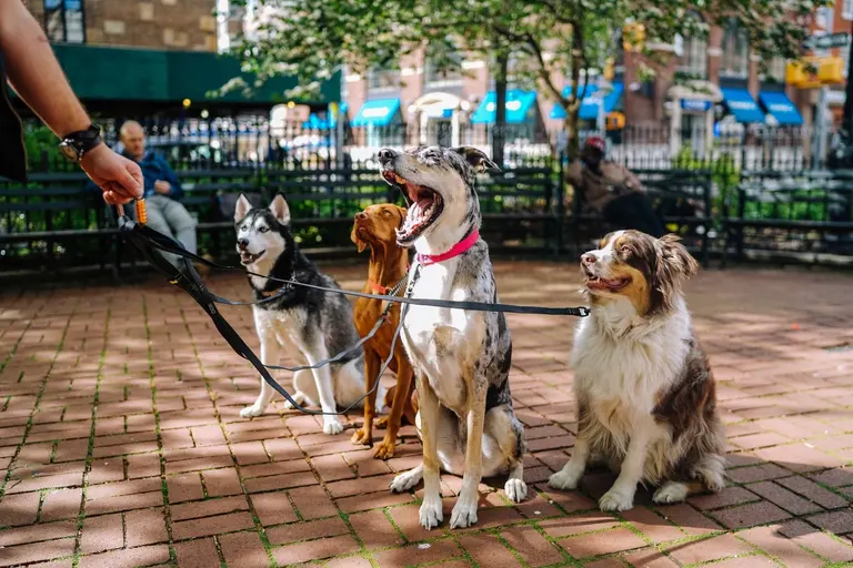 9 best dog breeds for NYC apartments