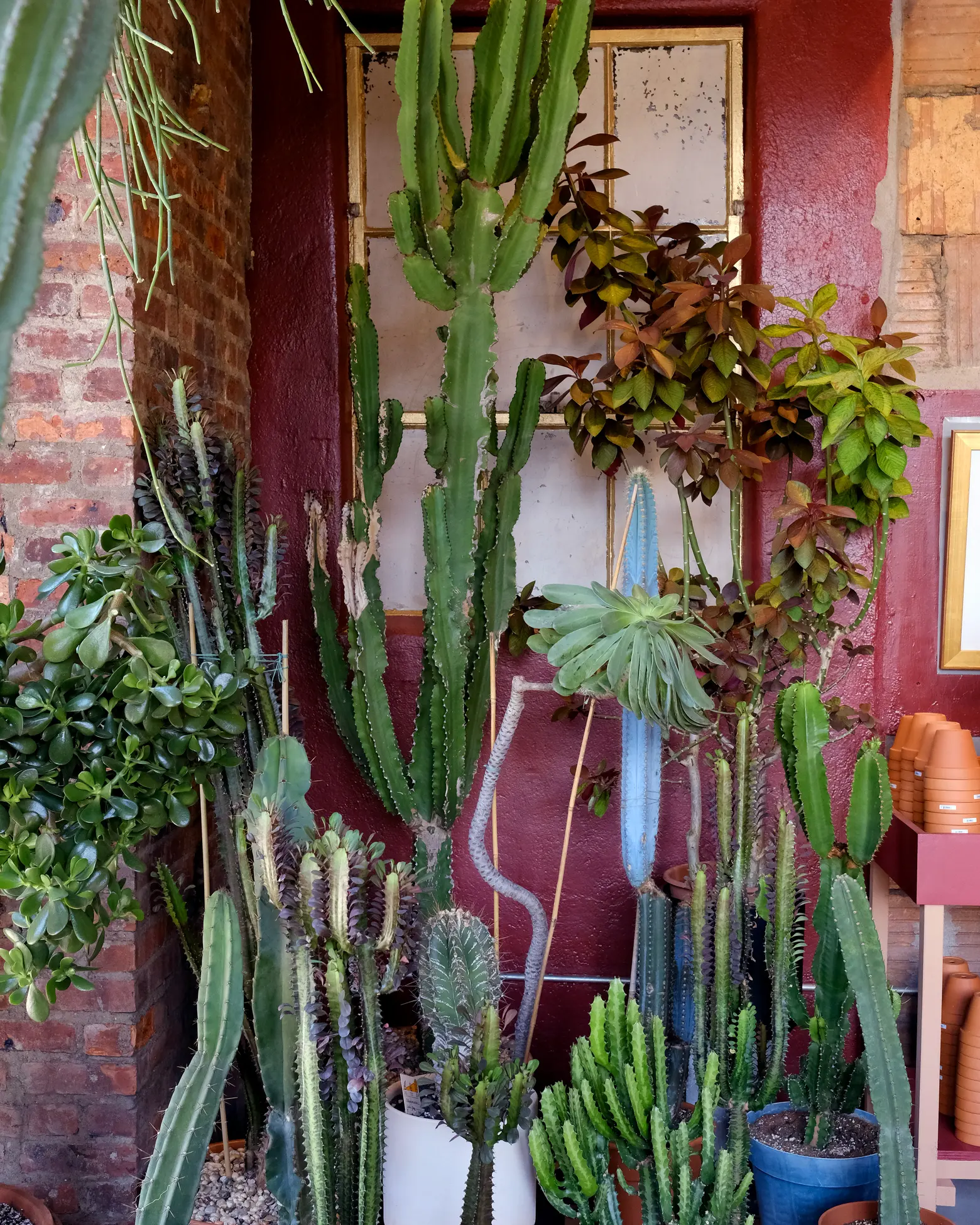 Tula Plants & Design, Greenpoint, NYC Plant stores, houseplants, cacti, succulents