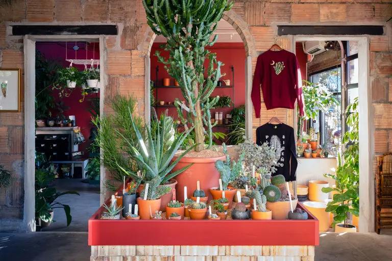 With a new ‘Arid Room’ focused on rare cacti and succulents, Tula is growing its roots in Greenpoint