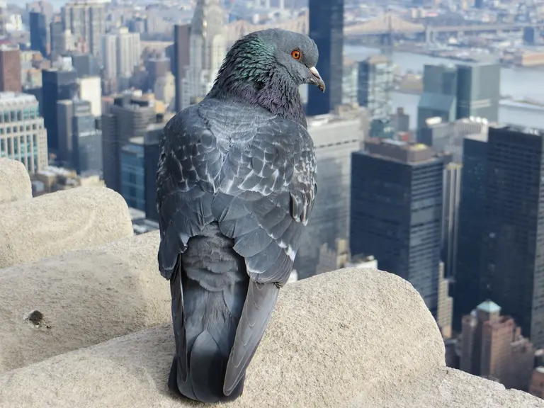 New NYC buildings must be constructed with bird-friendly materials