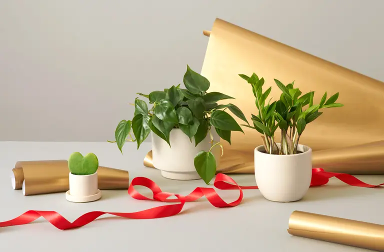 The best gifts for plant lovers in 2020