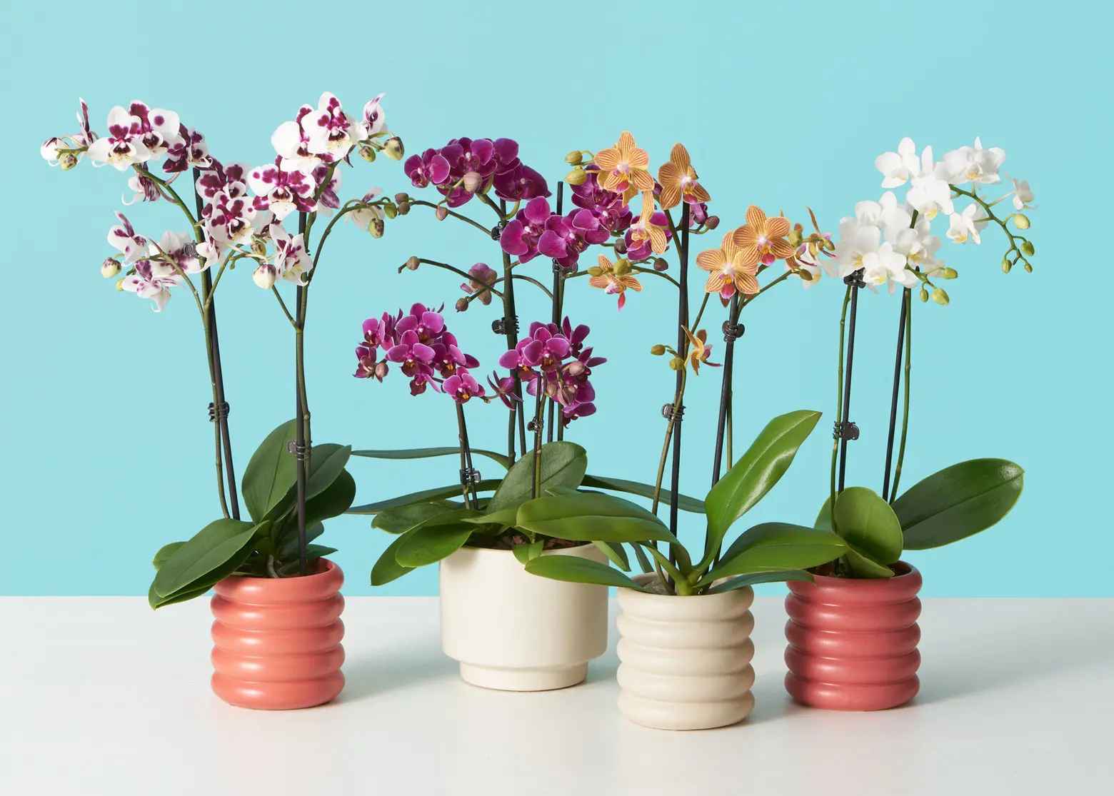 12 flowering houseplants to brighten up your home