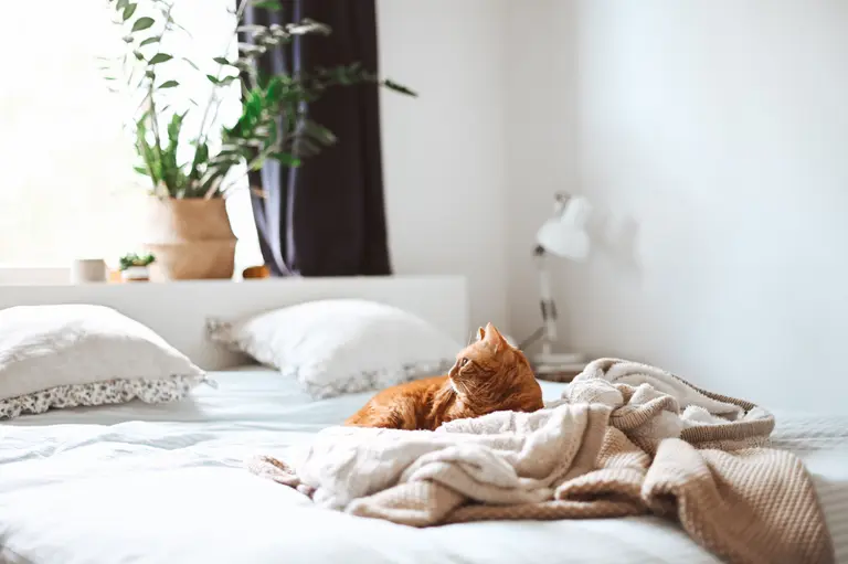 25 great ways to turn your apartment into a calming home