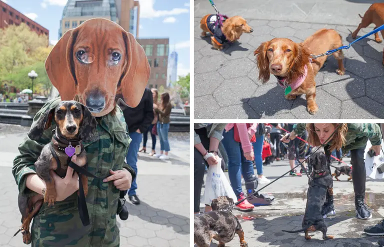 This Saturday, partake in a virtual dachshund festival for peak cuteness